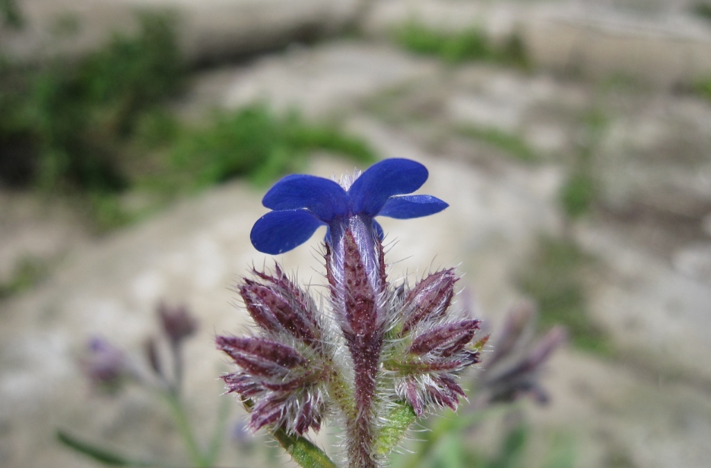 Anchusa azurea / Buglossa azzurra